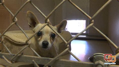 St george animal shelter - The Cedar City Animal Adoption Center is open Monday through Friday 10 a.m.-5 p.m. and Saturday 9 a.m.-1 p.m. McCabe said that if they experience unexpected closures they’ll post the change on ...